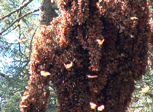 Download on Amazon.com, Amazon.com.mx; Barnes and Noble.com; Kobo.com (now includes sony Readers) and on Google Play. Search William J. Conaway.