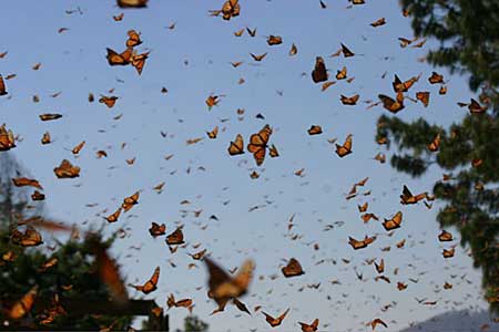 Monarchs in Flight