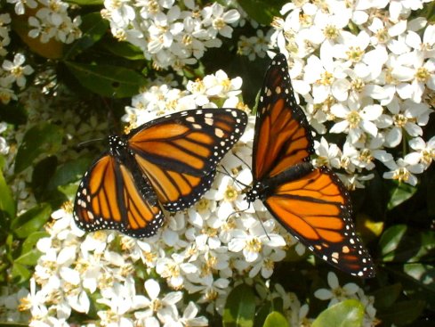 Download to your phone, tablet, laptop on Amazon.com, Amazon.com.mx; Barnes and Noble, bn.com; Kobo.com (now includes sony Readers) and on Google Play. Search William J. Conaway.