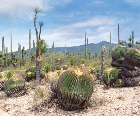 Download on Amazon.com or Amazon.mx 