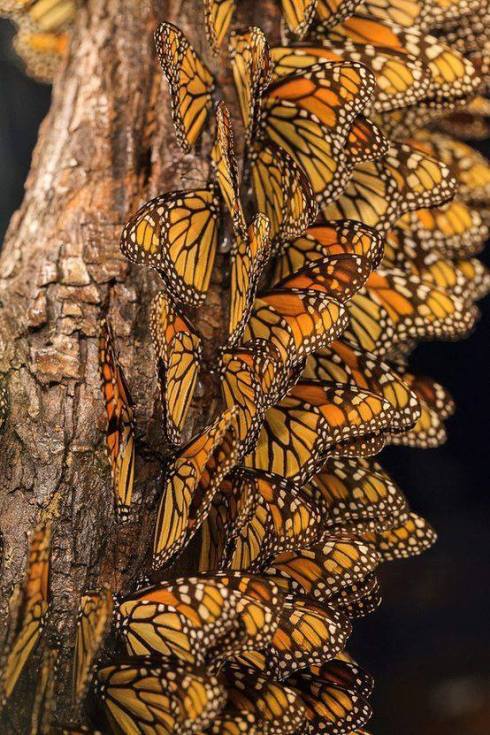 Download to your phone, tablet, laptop on Amazon.com, Amazon.com.mx; Barnes and Noble, bn.com; Kobo.com (now includes sony Readers) and on Google Play. Search William J. Conaway.