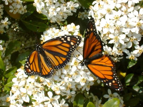 Download to your phone, tablet, laptop on Amazon.com, Amazon.com.mx; Barnes and Noble, bn.com; Kobo.com (now includes sony Readers) and on Google Play. Search William J. Conaway.