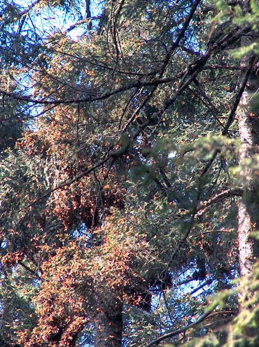 zzzz414671115_7225149277543203_6236861142531272356_n