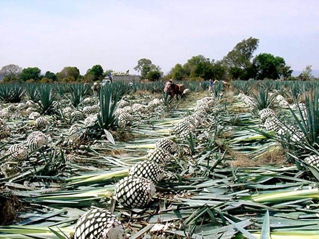 zzzz462114060_8657333967658053_8523258386320401751_n